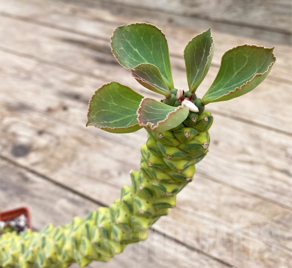 SHPR24328 Monadenium ritchiei f.variegata - Obrázek 2