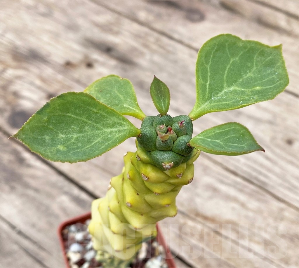 SHPR24329 Monadenium ritchiei f.variegata