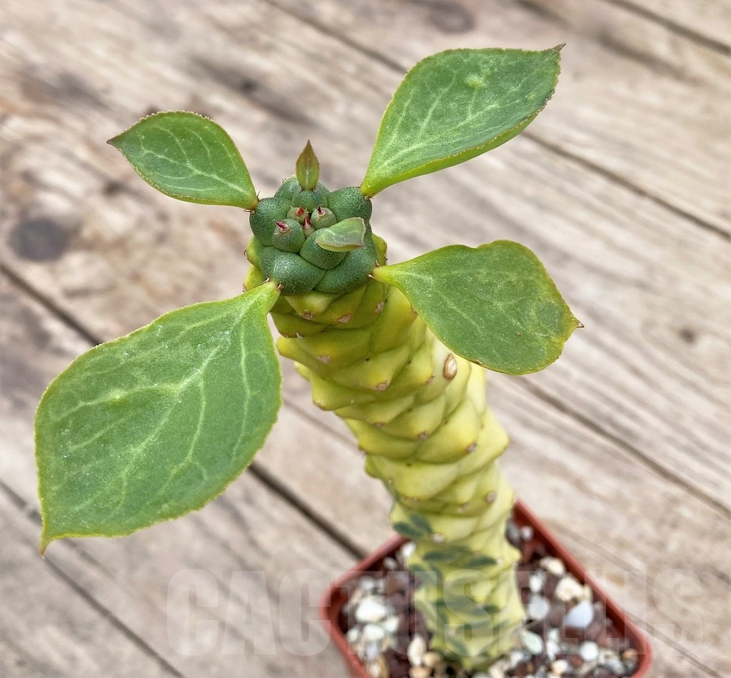 SHPR24329 Monadenium ritchiei f.variegata – Bild 2