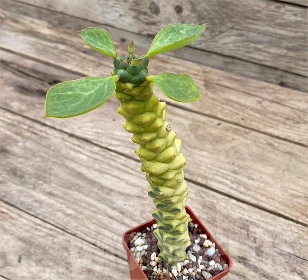 SHPR24329 Monadenium ritchiei f.variegata – Bild 3