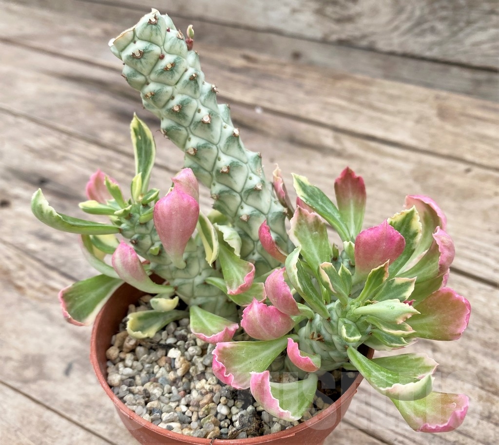 SHPR24330 Monadenium stapelioides f. variegata - Image 2