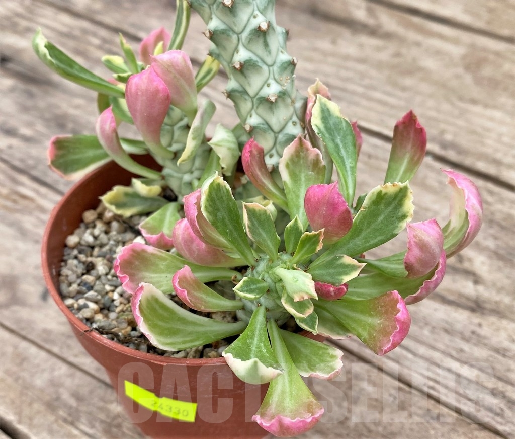 SHPR24330 Monadenium stapelioides f. variegata
