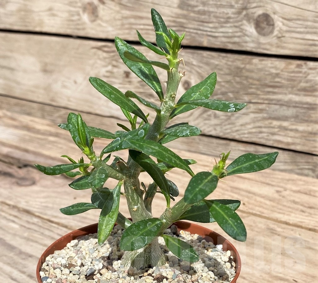 SHPR24332 Pachypodium bispinosum - immagine 2