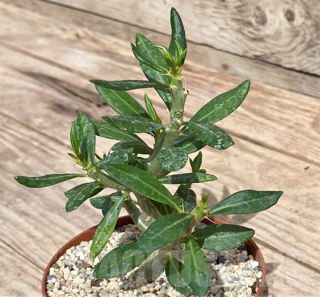 SHPR24332 Pachypodium bispinosum