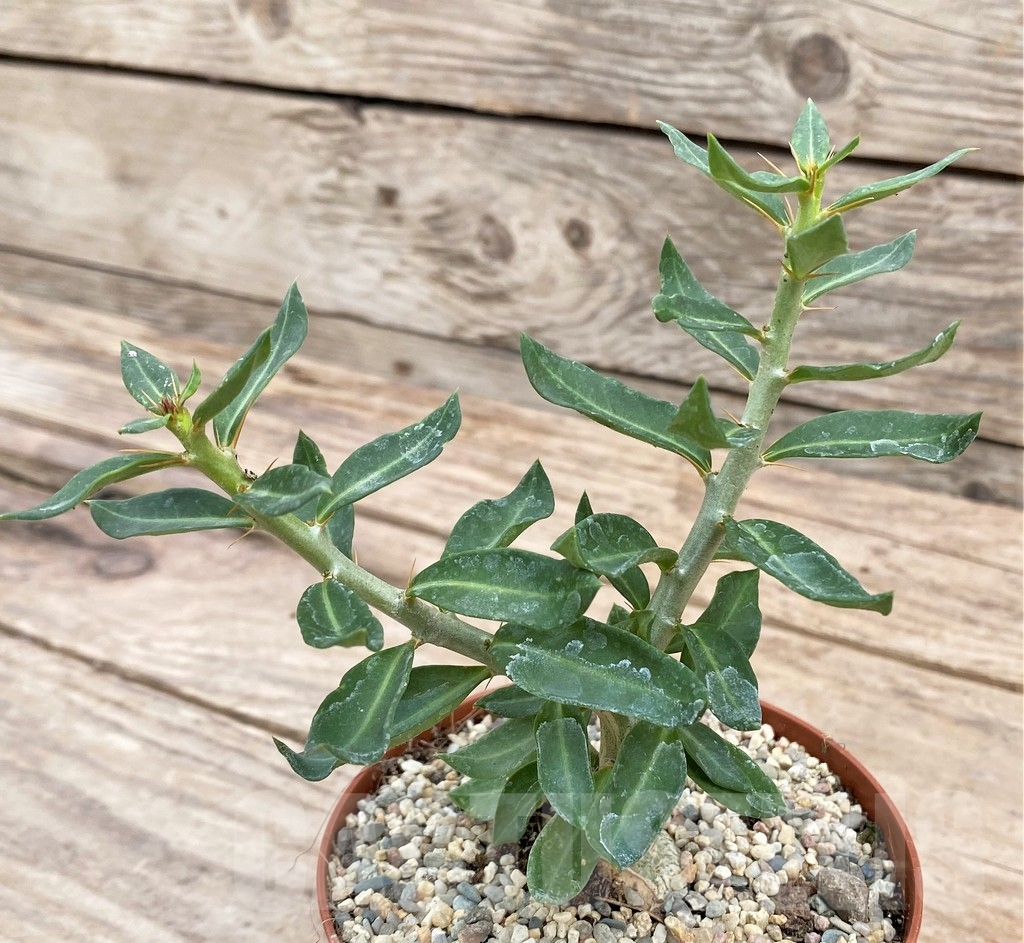 SHPR24333 Pachypodium bispinosum - immagine 2