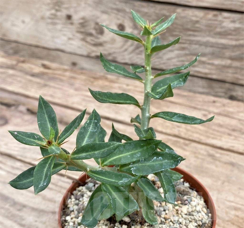 SHPR24333 Pachypodium bispinosum