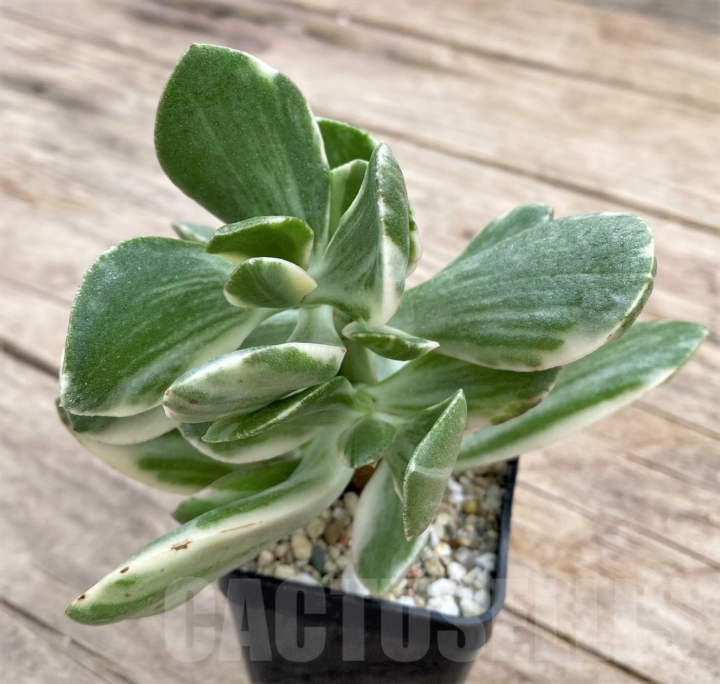 SHPR24334 Crassula arborescens ‘White’ - immagine 2