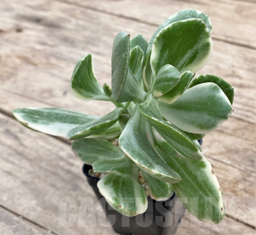 SHPR24334 Crassula arborescens ‘White’