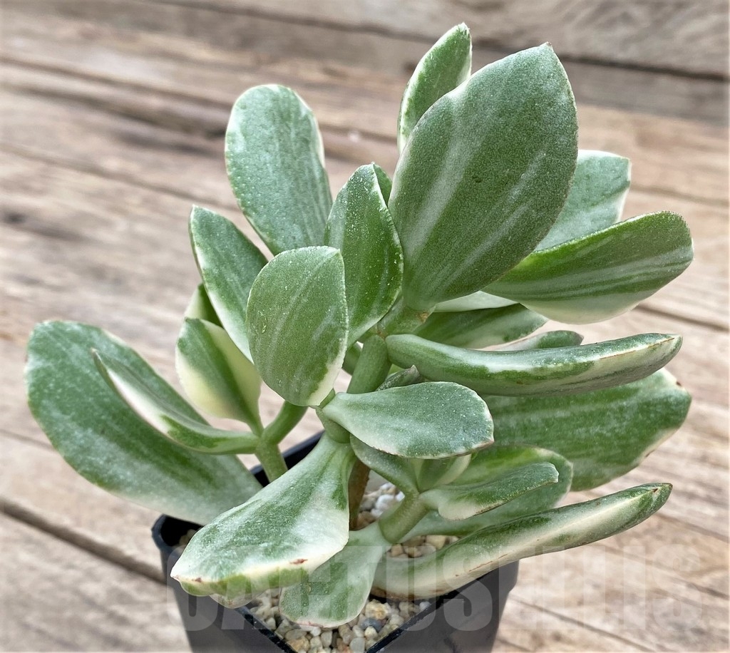 SHPR24334 Crassula arborescens ‘White’ - immagine 3