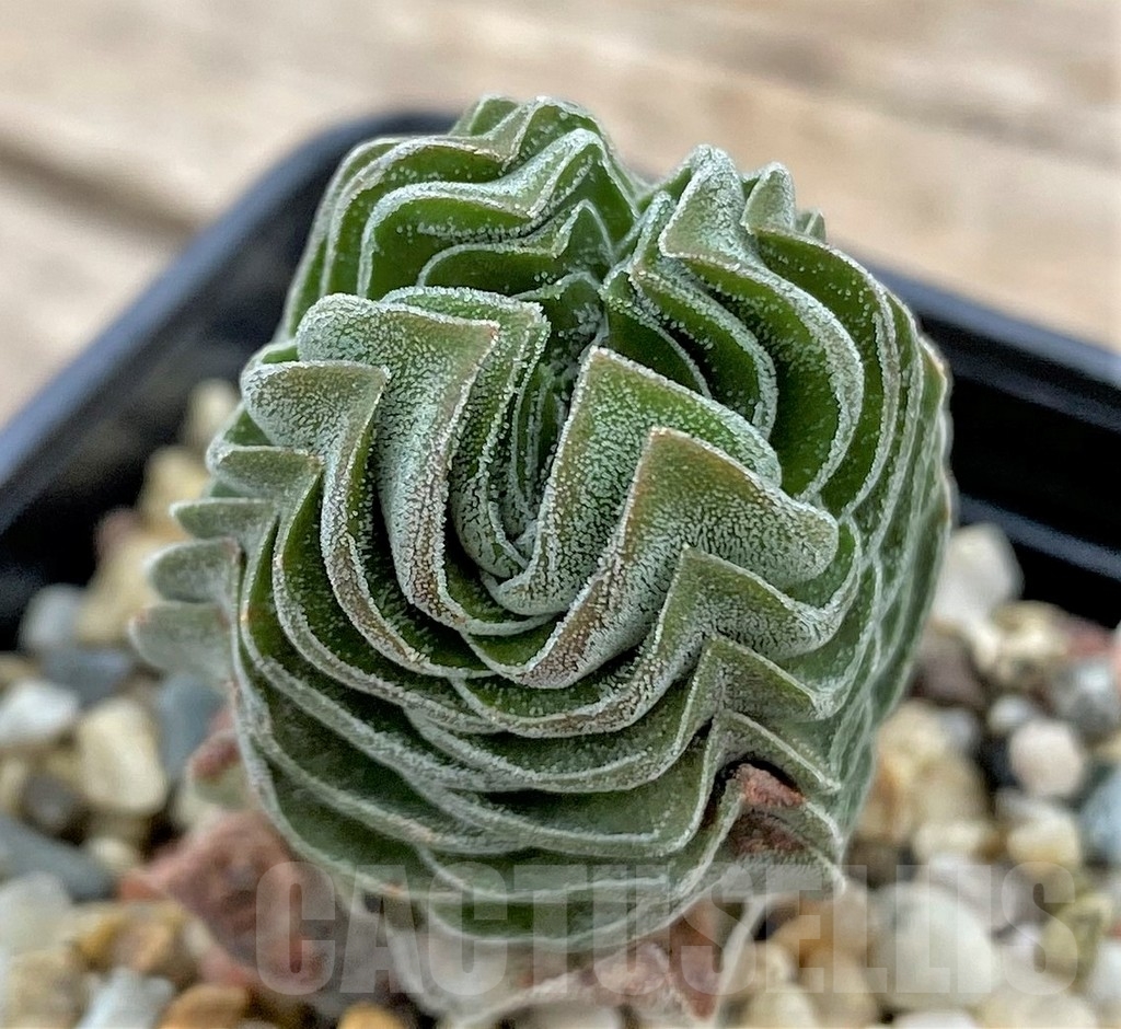 SHPR24335 Crassula 'Buddha's Temple' - immagine 2
