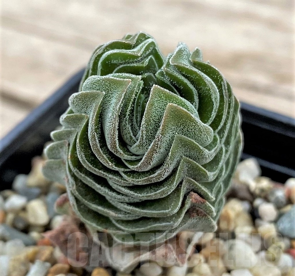 SHPR24335 Crassula 'Buddha's Temple' - immagine 3
