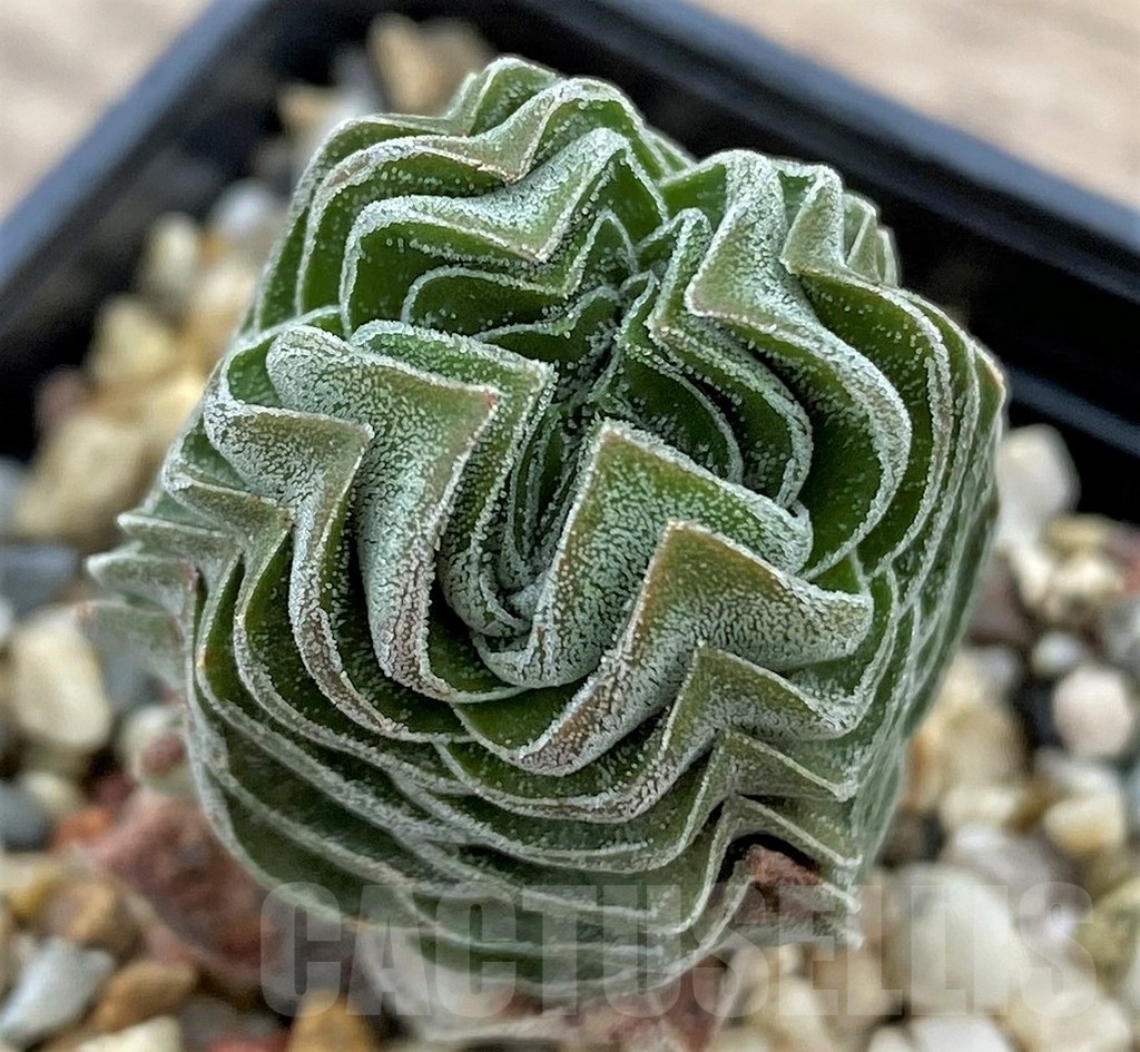 SHPR24335 Crassula 'Buddha's Temple'