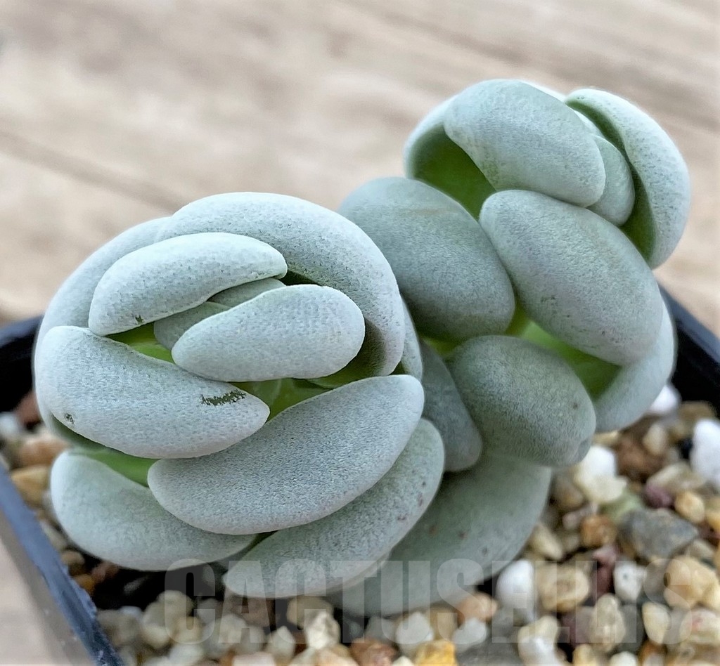 SHPR24735 Crassula alstonii - 画像 (2)