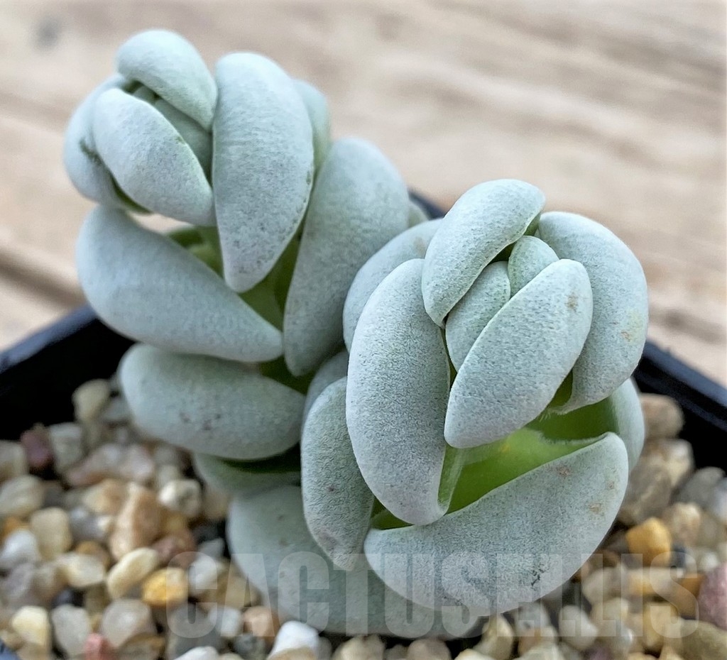 SHPR24735 Crassula alstonii