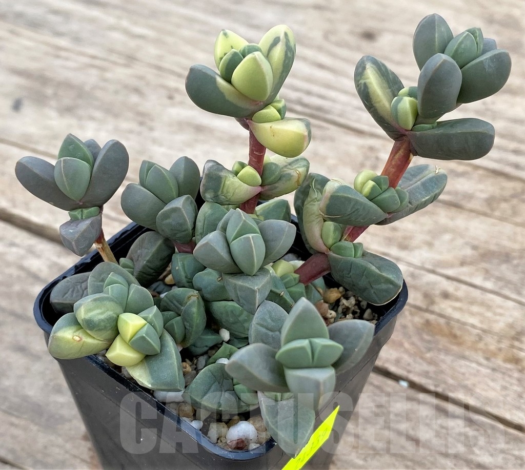 SHPR24339 Astridia velutina f. variegata