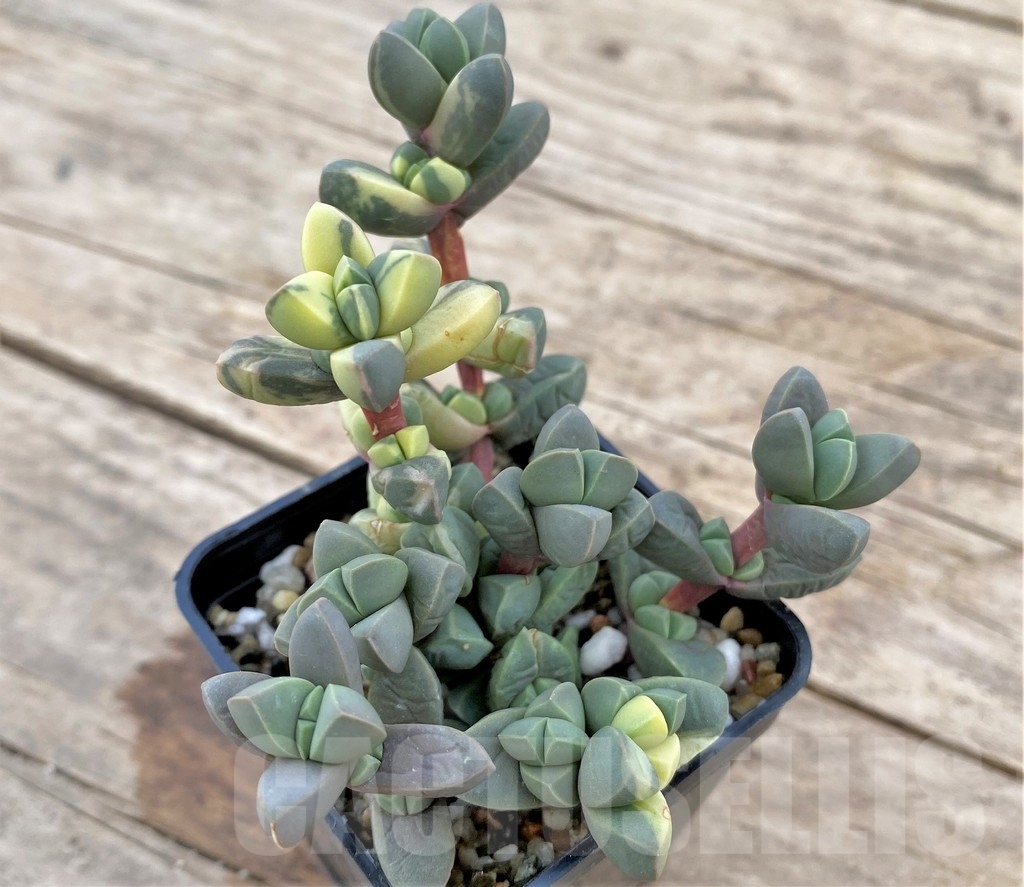 SHPR24339 Astridia velutina f. variegata – Bild 2