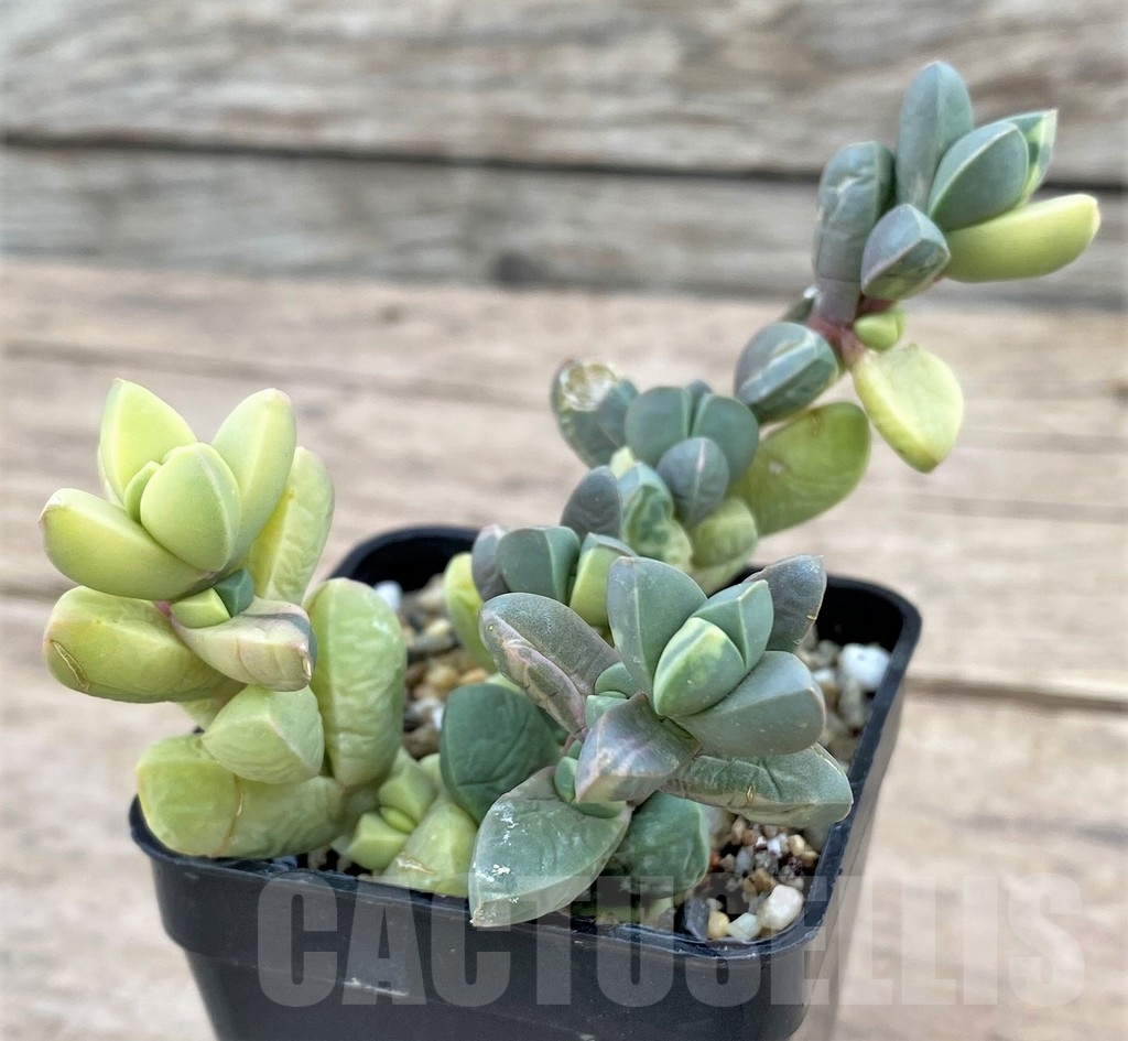 SHPR24340 Astridia velutina f. variegata