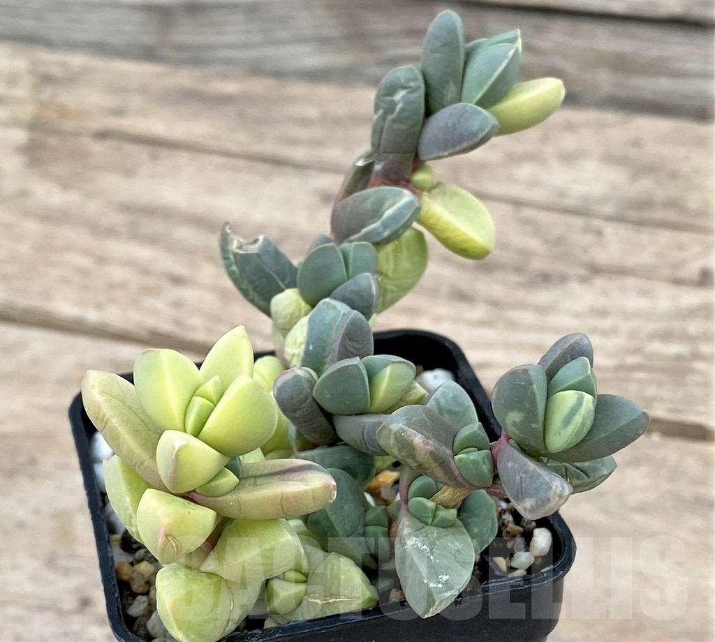 SHPR24340 Astridia velutina f. variegata – Bild 2