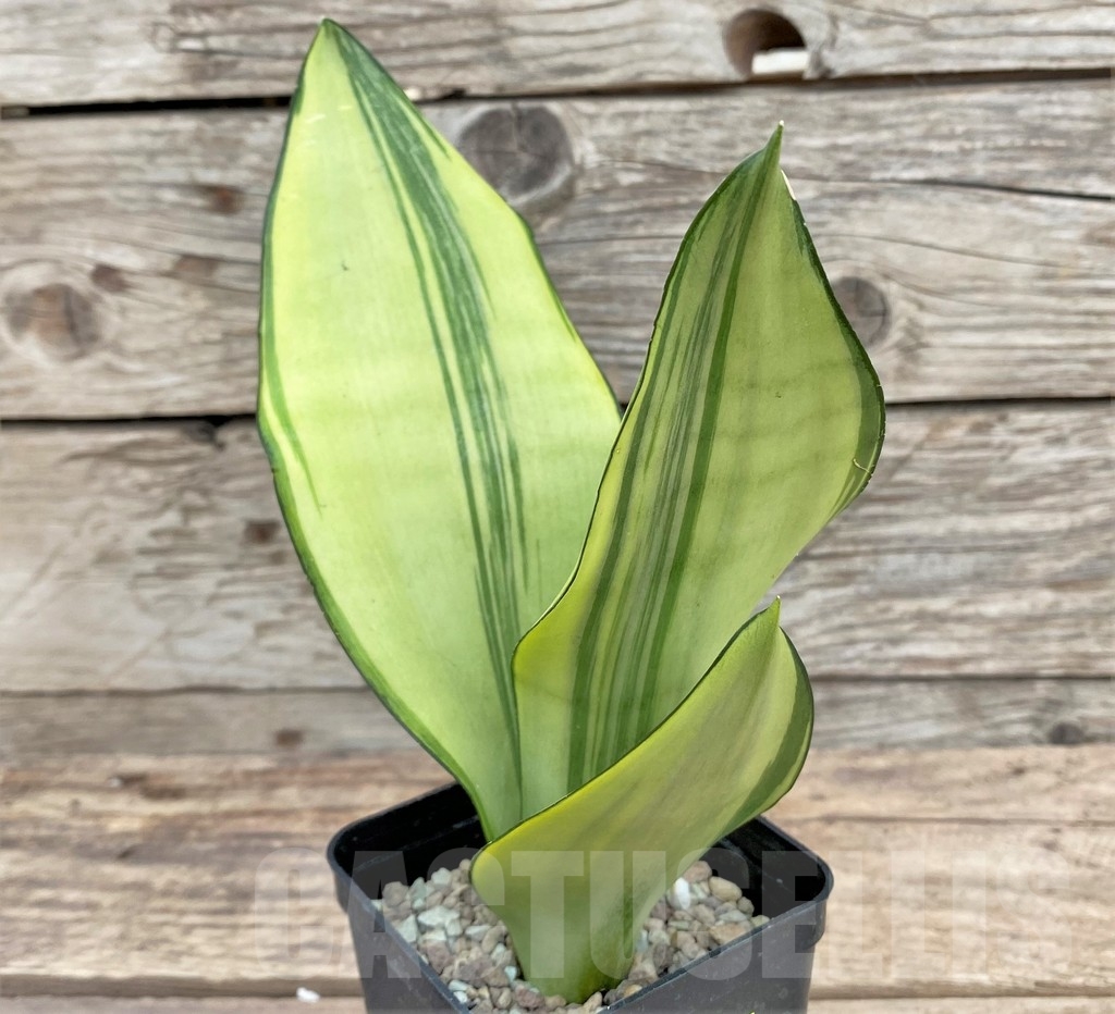 SHPR24342 Sansevieria 'Moonshine' f. variegata - Image 2