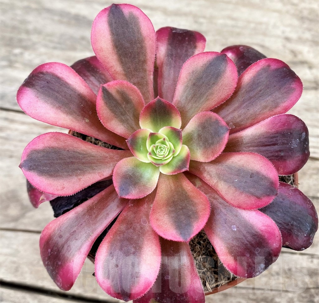 SHPR24343 Aeonium 'Medusa'