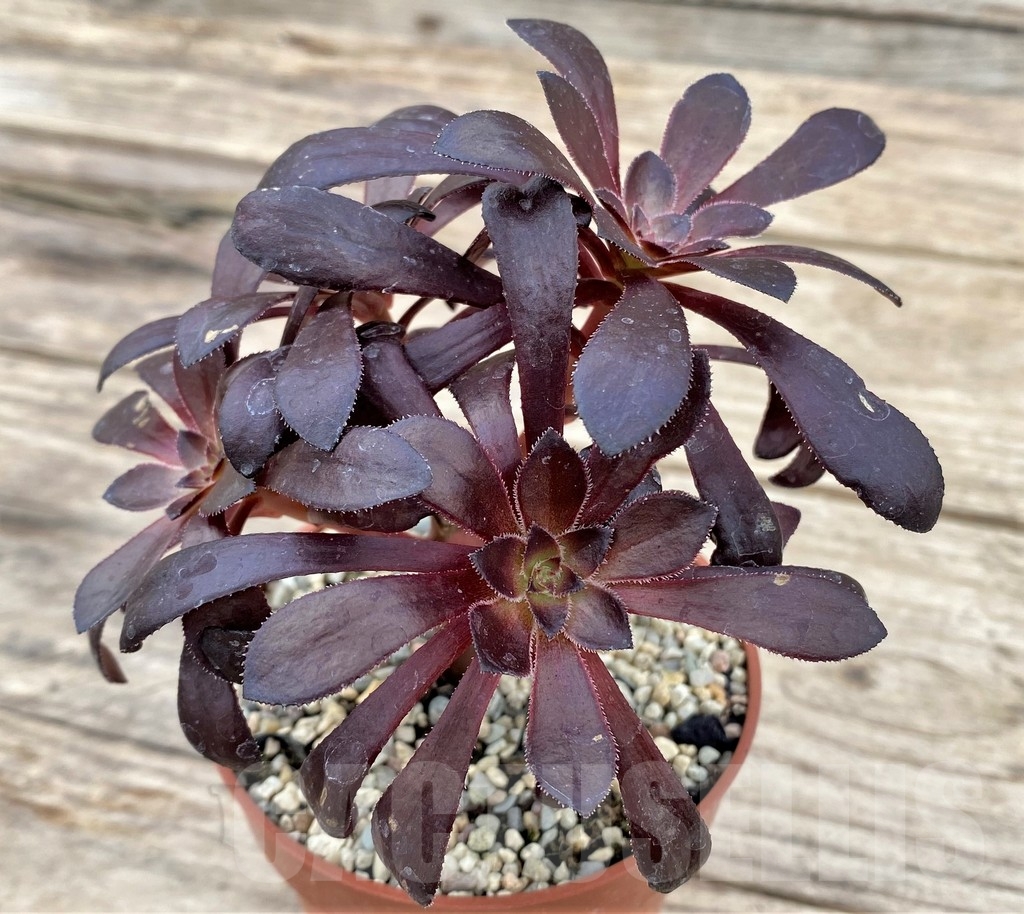 SHPR24344 Aeonium schwarzkopf bonsai