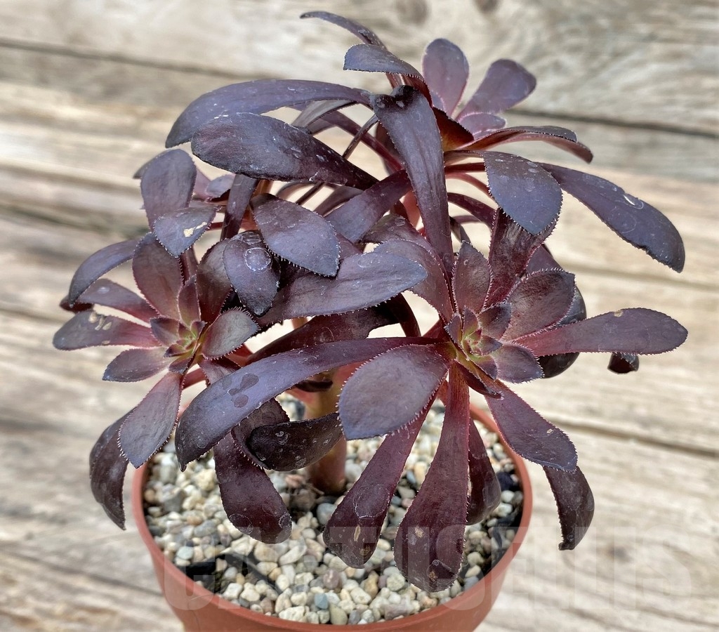 SHPR24344 Aeonium schwarzkopf bonsai - Image 2