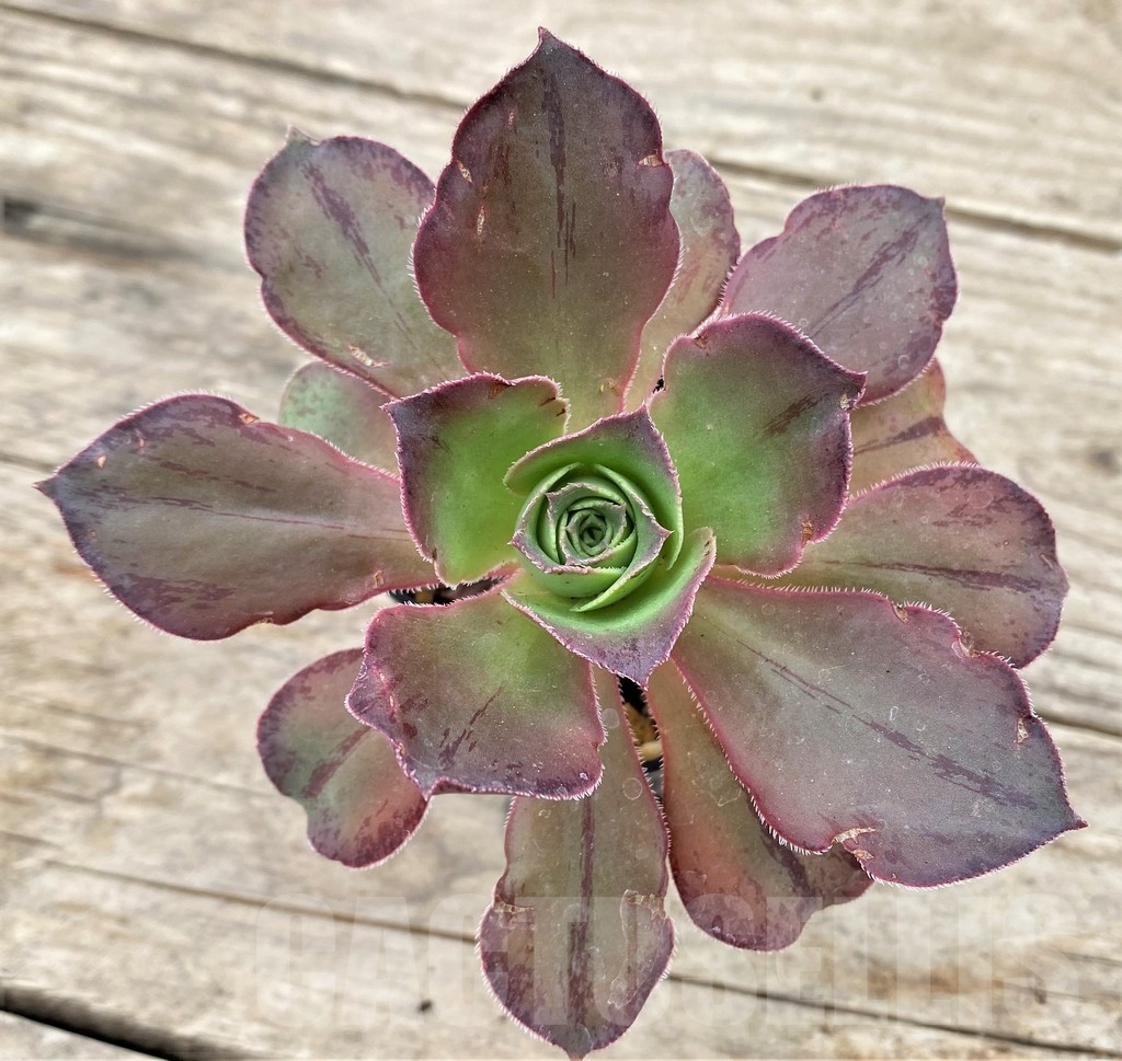 SHPR24345 Aeonium marnier lapostelle