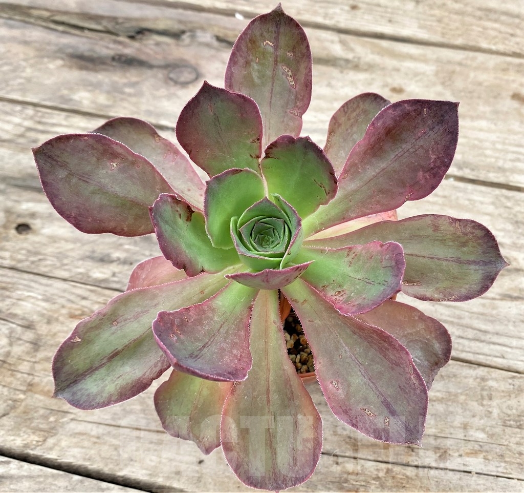 SHPR24346 Aeonium marnier lapostelle