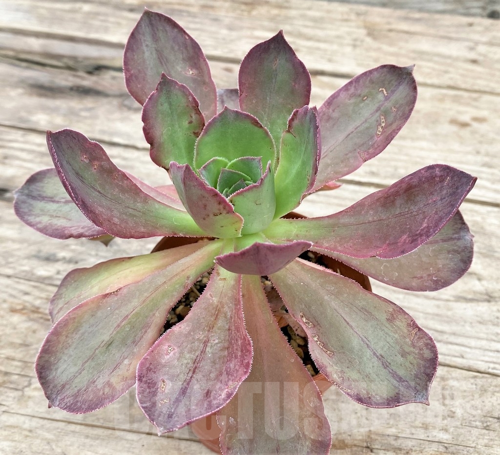 SHPR24346 Aeonium marnier lapostelle - immagine 2