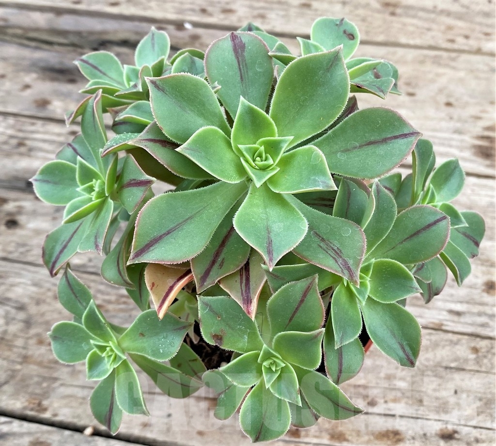 SHPR24349 Aeonium Leucoblepharum