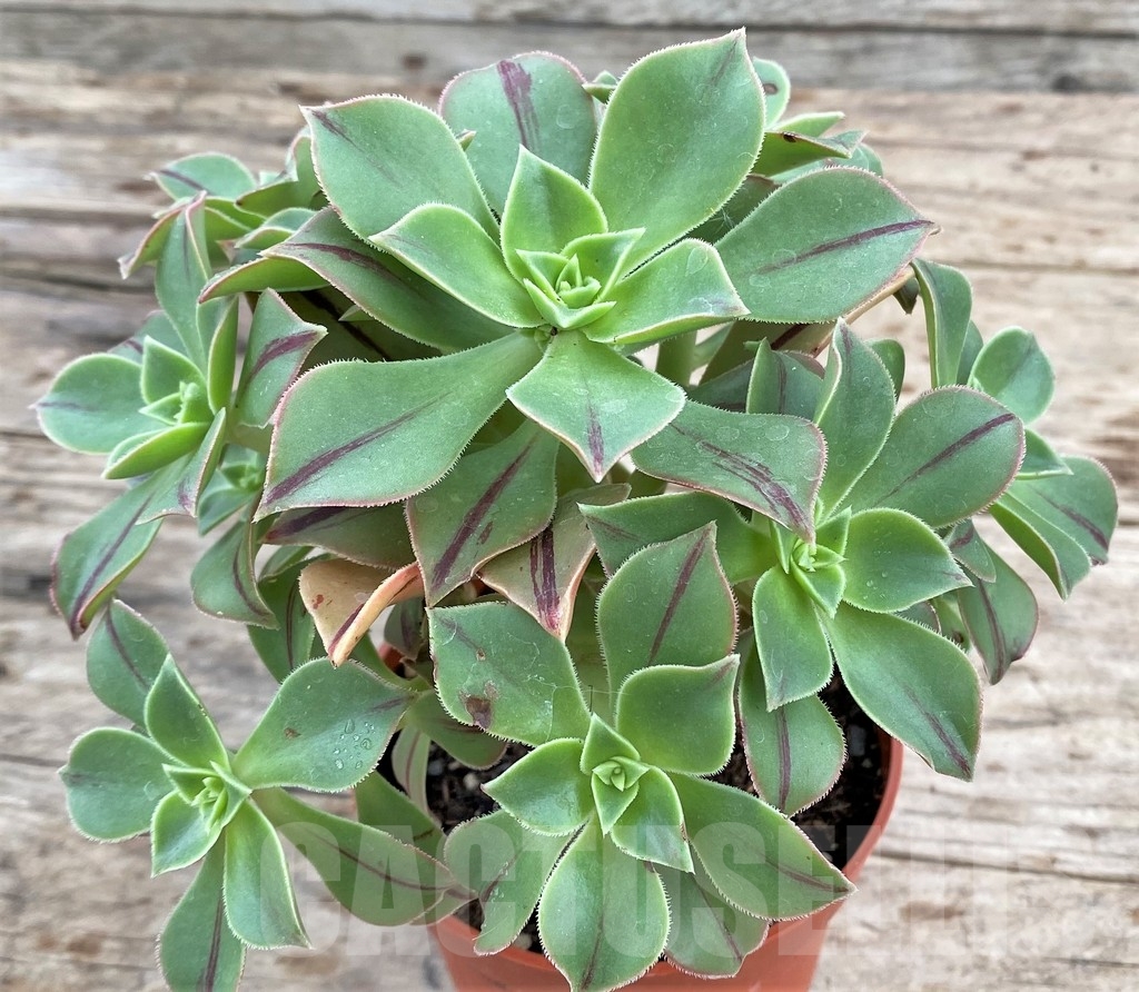 SHPR24349 Aeonium Leucoblepharum - immagine 2