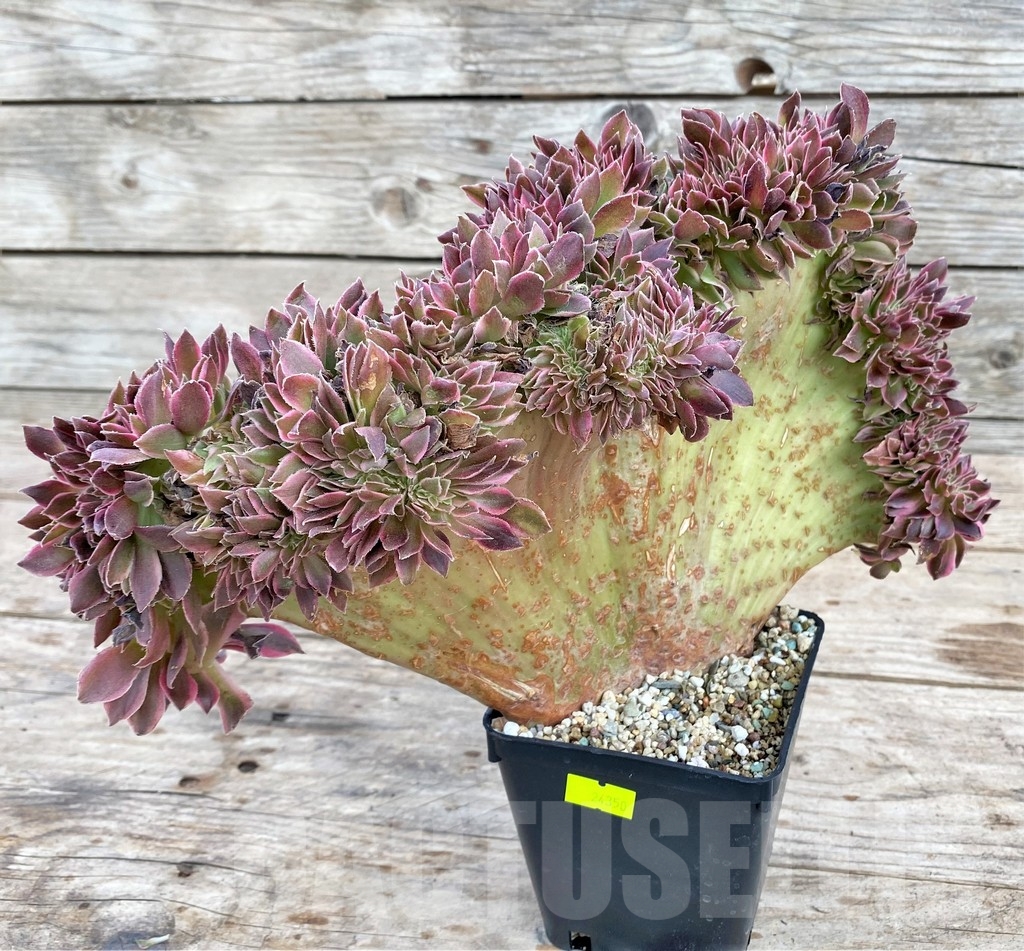 SHPR24350 Aeonium 'Red Witch' f. cristata - immagine 3