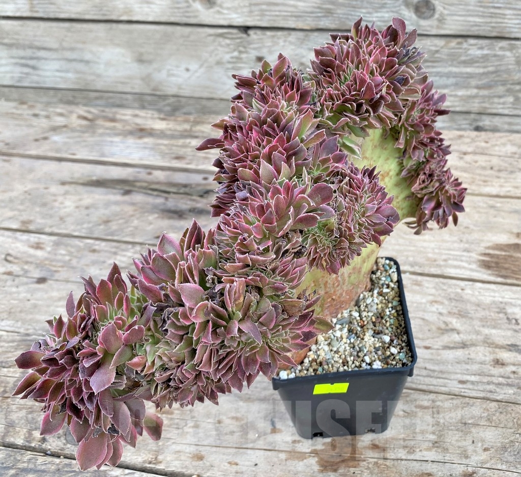SHPR24350 Aeonium 'Red Witch' f. cristata - immagine 2