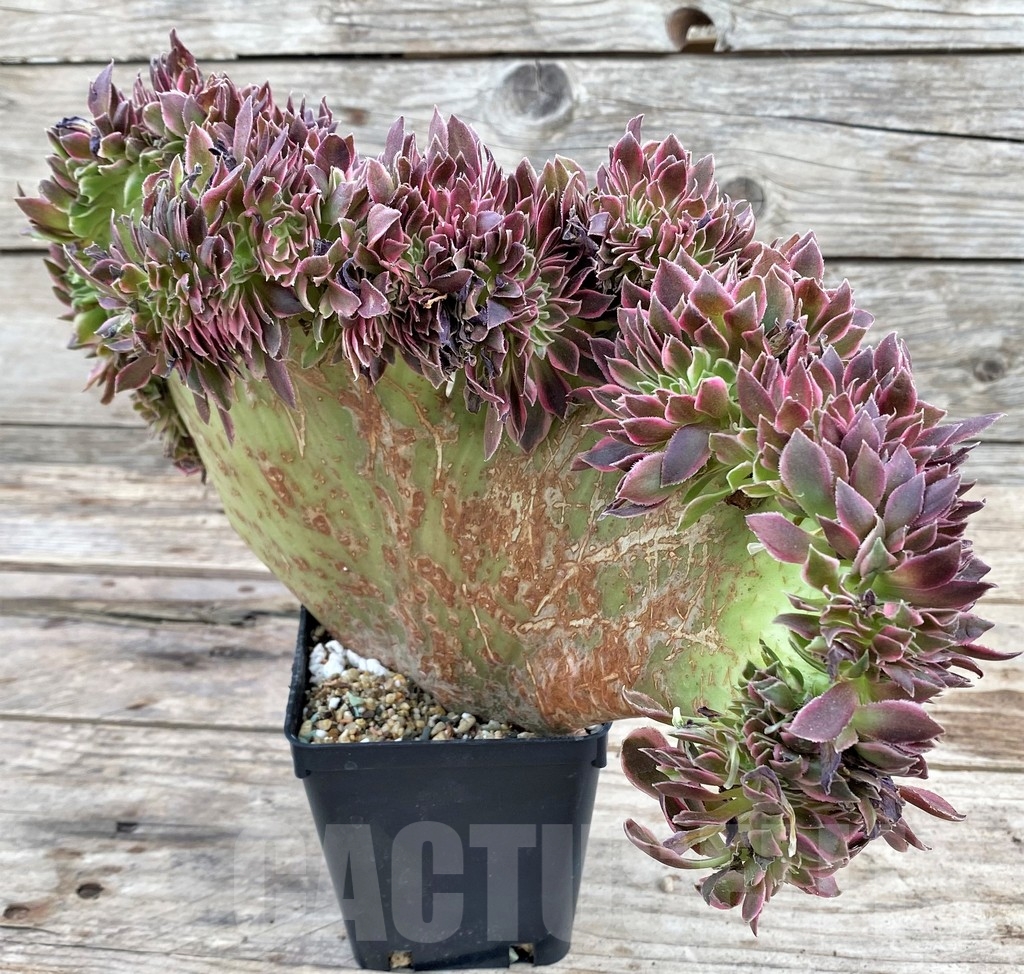 SHPR24350 Aeonium 'Red Witch' f. cristata