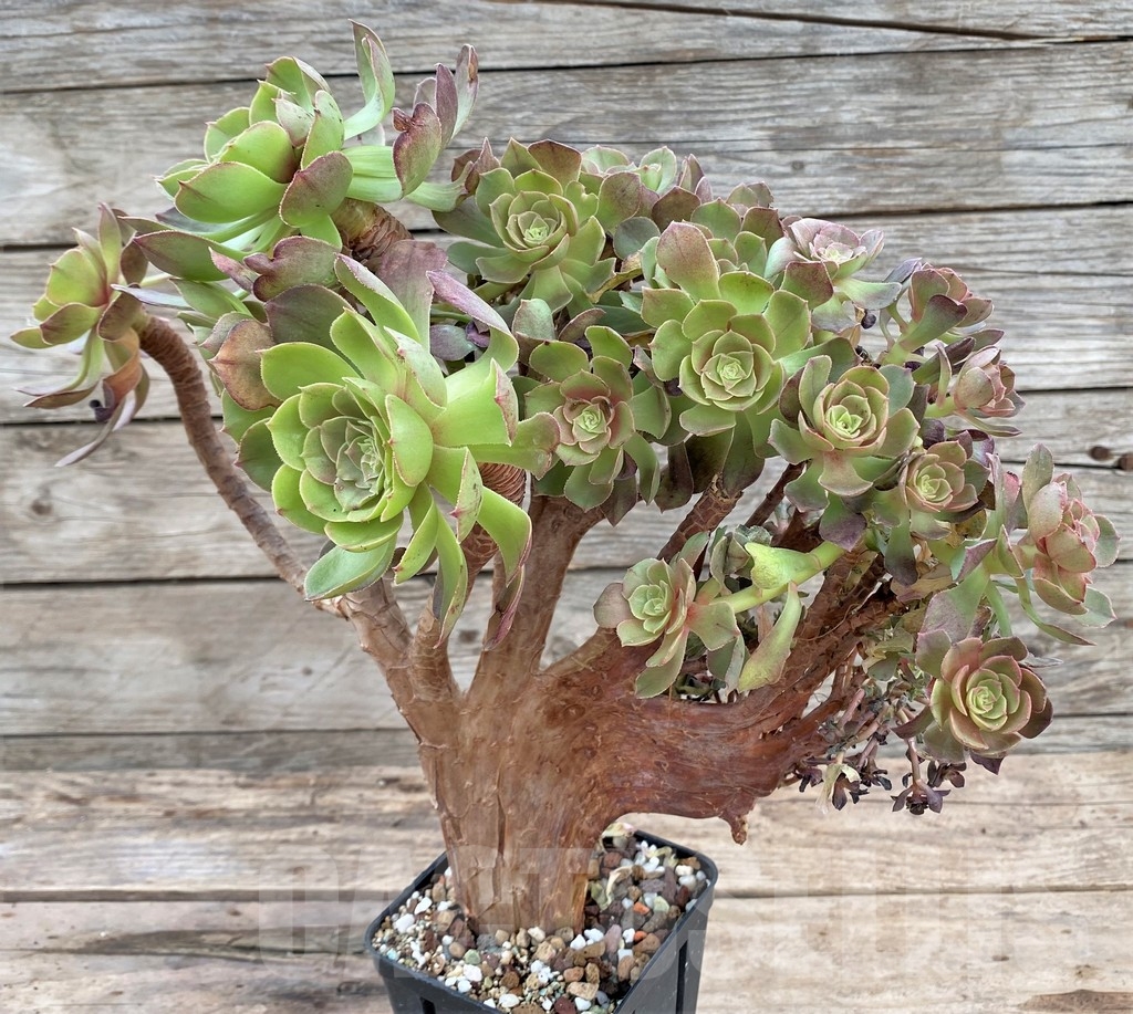 SHPR24351 Aeonium 'Halloween' f. cristata