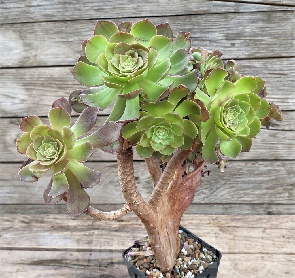 SHPR24351 Aeonium 'Halloween' f. cristata - immagine 2