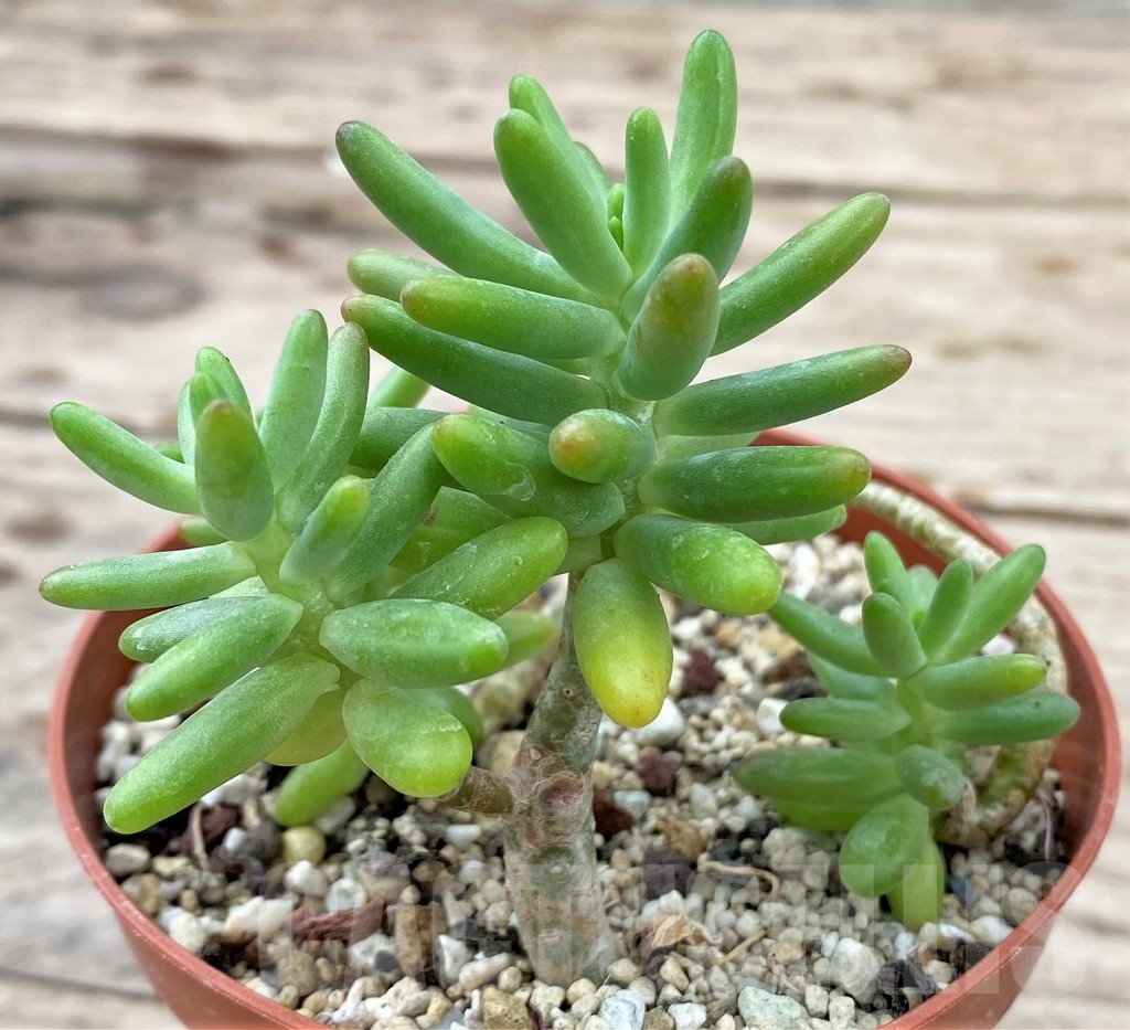 SHPR24353 Sedum allantoides 'Yachiyo'