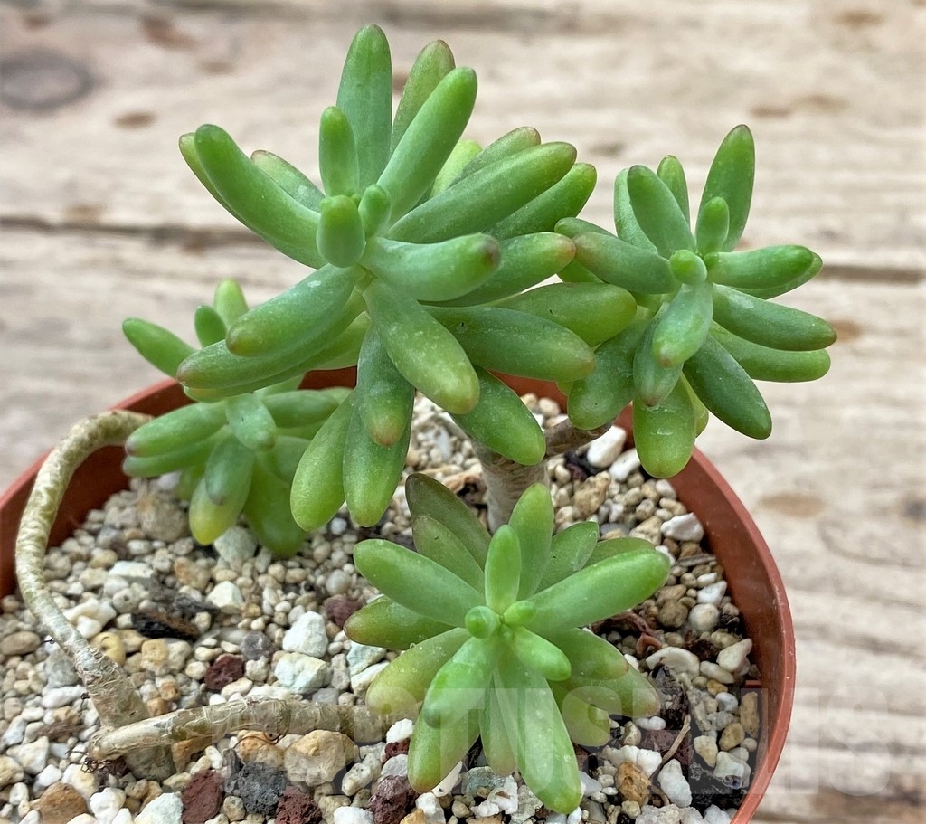 SHPR24353 Sedum allantoides 'Yachiyo' - immagine 2