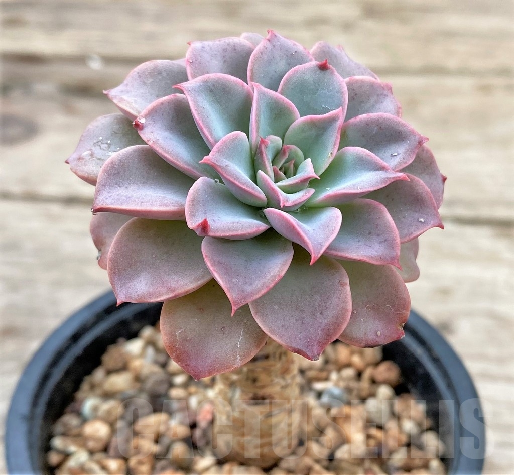 SHPR24355 Echeveria ‘Fantastic fountain’ - immagine 2