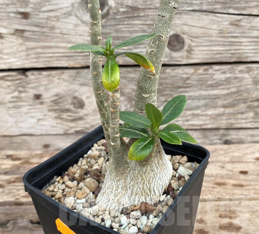 SHPR24357 Adenium obesum
