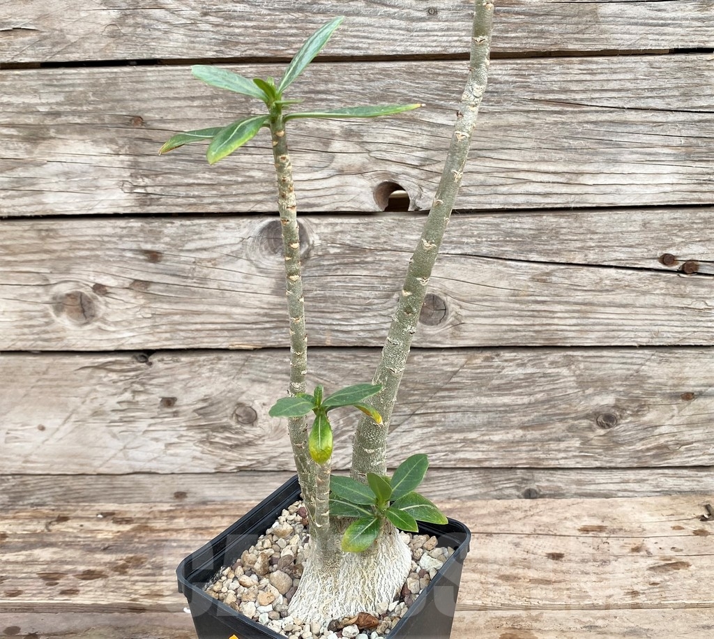 SHPR24357 Adenium obesum - Image 3