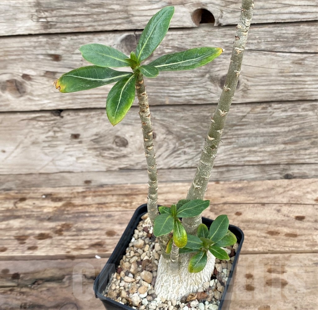 SHPR24357 Adenium obesum - Image 2