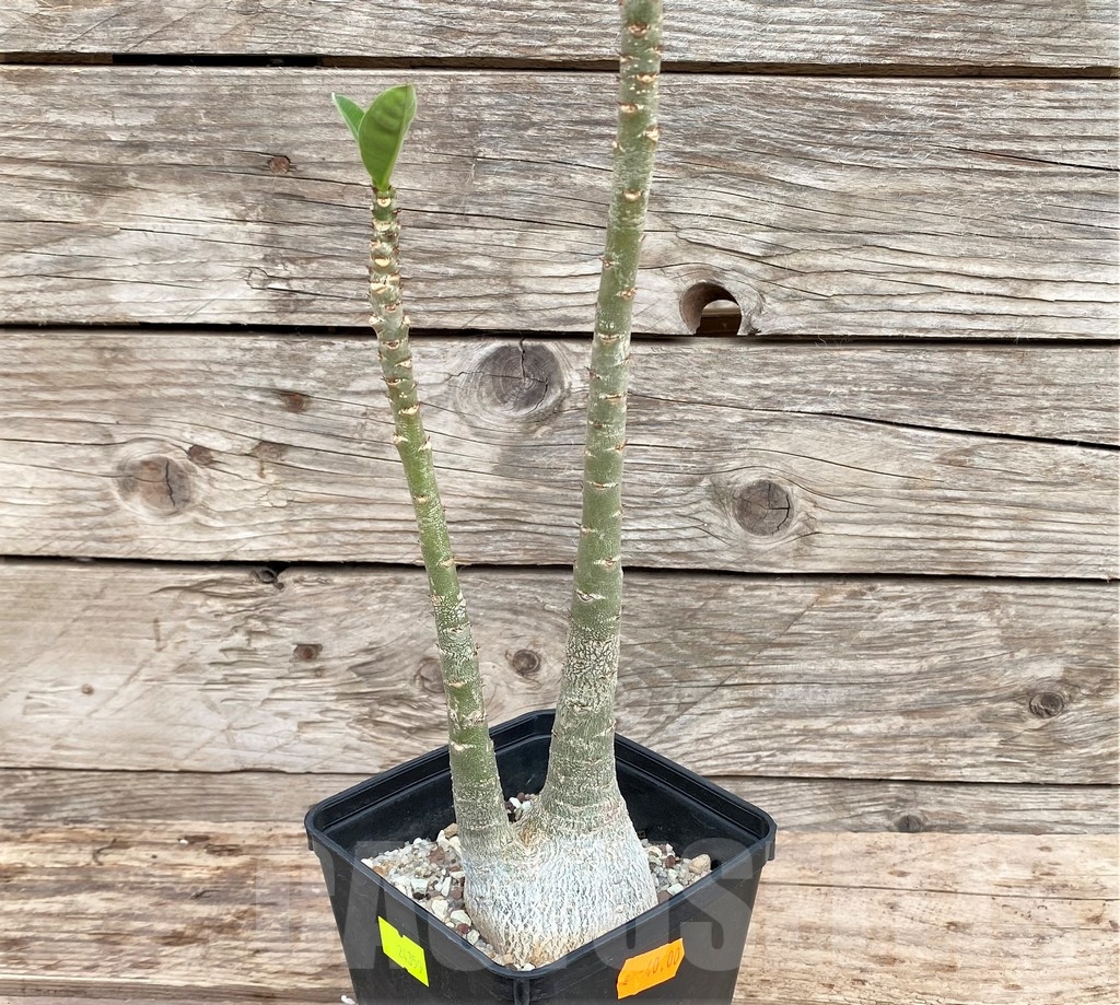 SHPR24359 Adenium arabicum 'Desert Night Fork' - Image 2