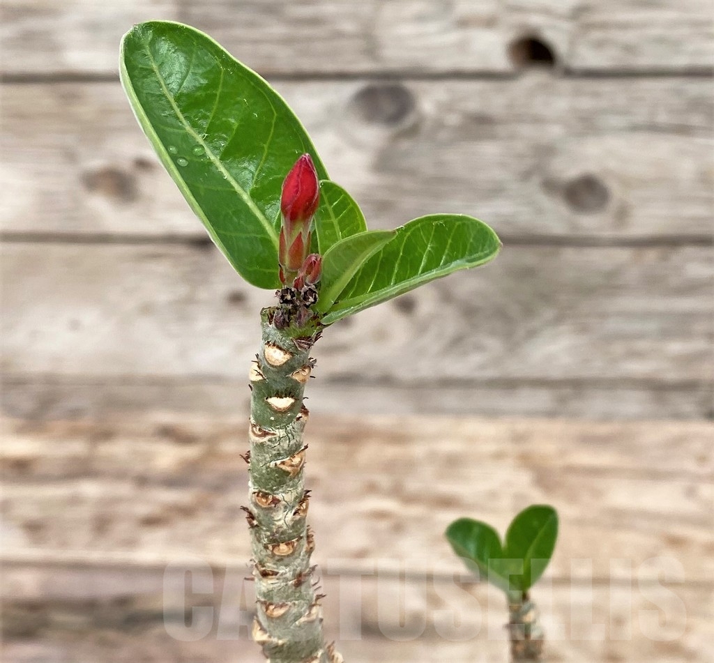 SHPR24359 Adenium arabicum 'Desert Night Fork'