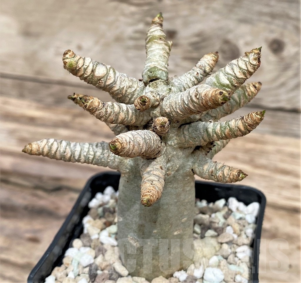 SHPR24360 Adenium mini