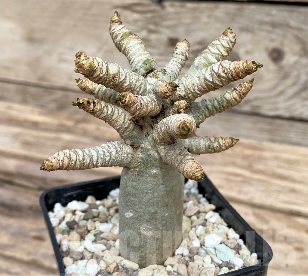 SHPR24360 Adenium mini - 画像 (2)