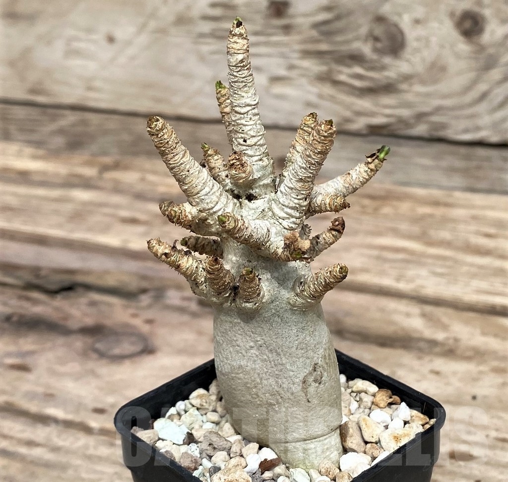 SHPR24361 Adenium mini - 画像 (2)