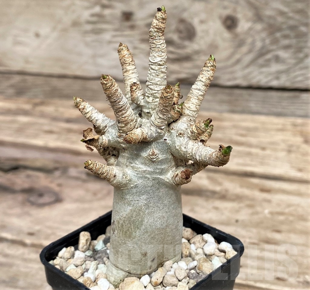 SHPR24361 Adenium mini