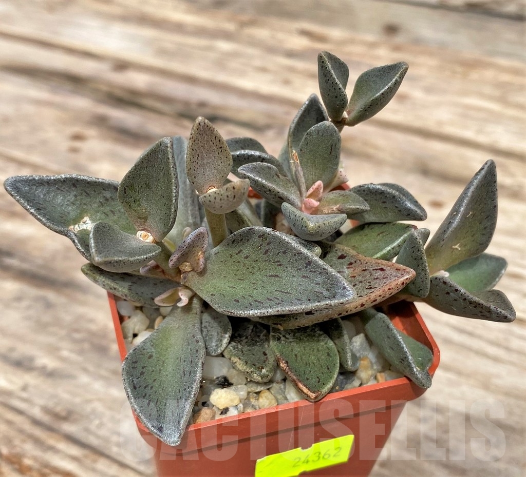 SHPR24362 Lenophyllum guttatum