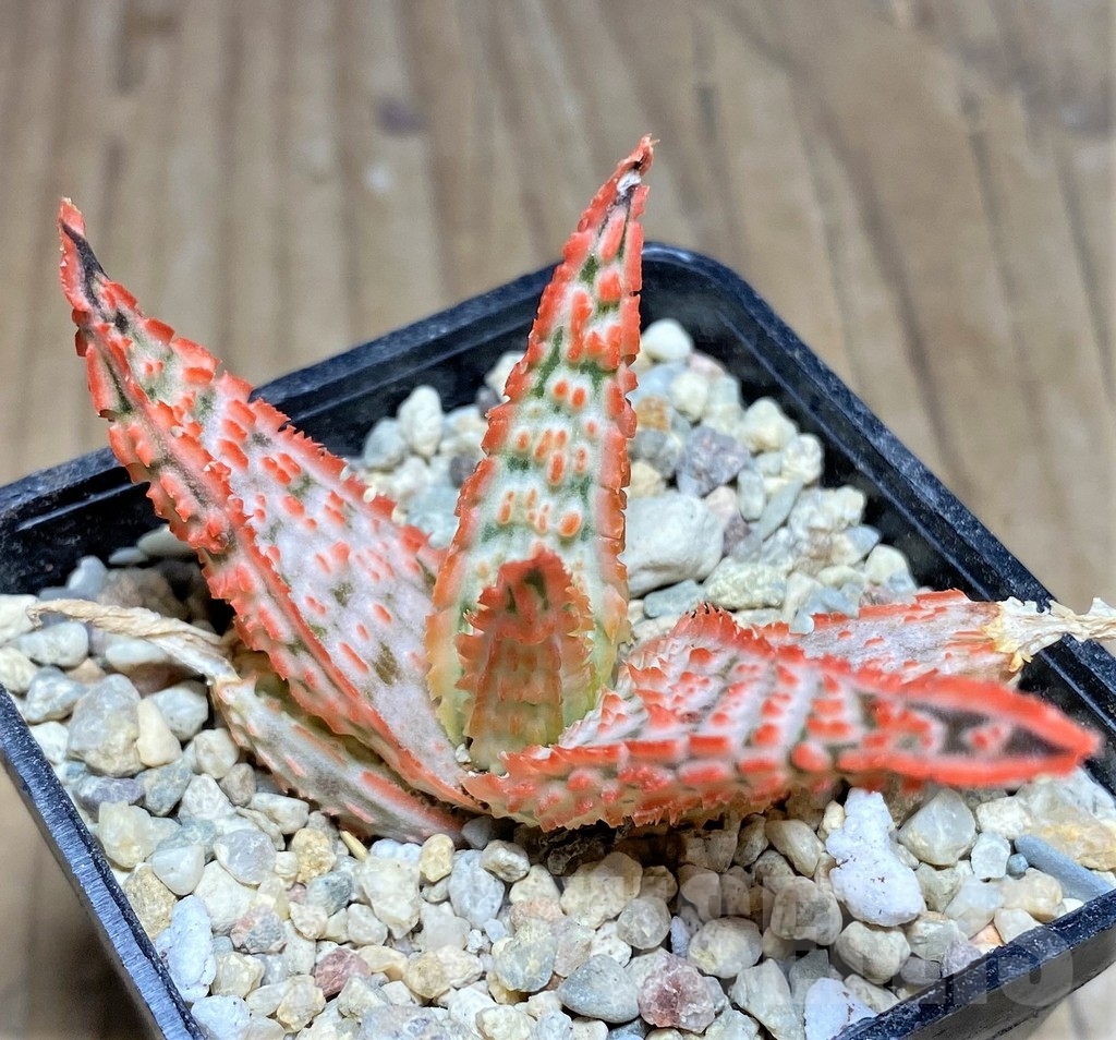 SHPR24368 Aloe TCT hybrid - 画像 (2)